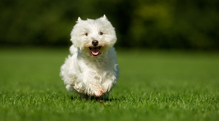 Poster - West Highland White Terrier Dog