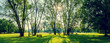 Leinwandbild Motiv sunny summer park with trees and green grass