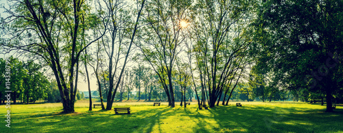 Cuadros en Lienzo sunny summer park with trees and green grass
