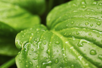 Canvas Print - Leaf on green background