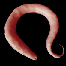Medically Accurate Illustration Of The Elegans Worm
