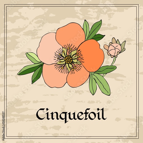 Foto Weinleseblumenkarte mit Cinquefoilblume auf Schmutzhintergrund