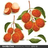 Rambutan Fruit Vector Isolated