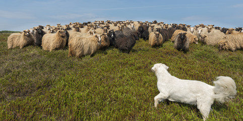 Fototapete - Schafe mit Hütehund