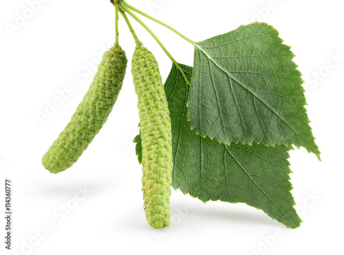 Cuadros en Lienzo green birch buds isolated on the white background