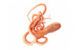 © pdm - Octopus on a white background