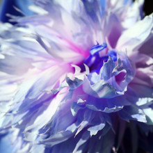 Single Blue Tinted Peony, Macro Shot Of A Flower Petals