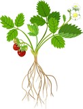 Fototapeta Sypialnia - Strawberry plant