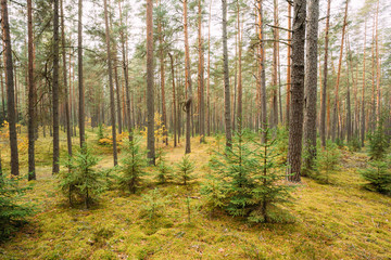  Pine Trees In Wild Autumn Coniferous Forest Reserve Park. Nature