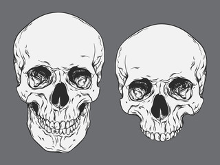 hand drawn line art anatomically correct human skulls set isolated vector illustration