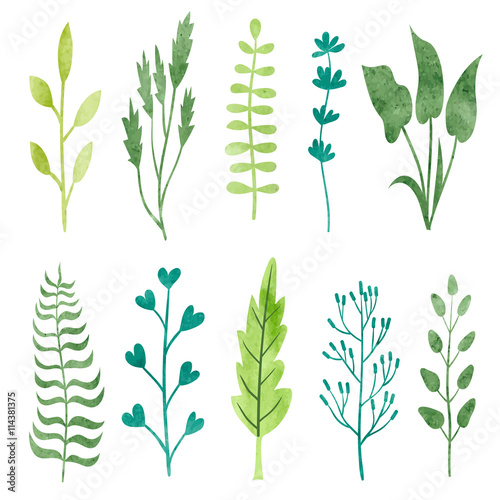 Set of watercolor leaves an...