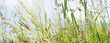 flowering grass in detail - allergens