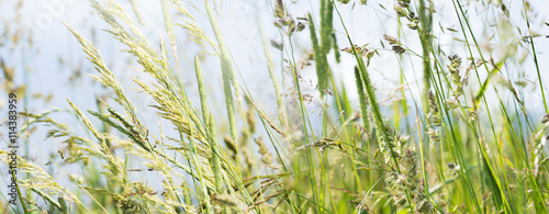 Naklejka na szybę flowering grass in detail - allergens