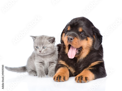 portrait of a scottish kitten and rottweiler puppy. Isolated on white © Ermolaev Alexandr