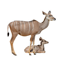 Greater Kudu Isolated On A White Background