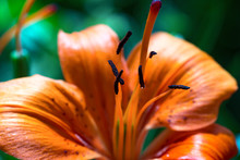 Macro Photo Of An Orange Tiger Lily Flower