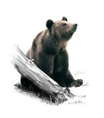 Wall Mural - brown bear in the forest.