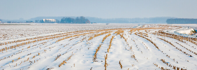 Wall Mural - Curved rows of maize stubbles in snow