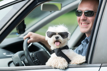 Dog traveling in a car