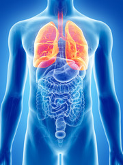 3d rendered, medically accurate illustration of the lung