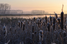The Early Frosty Morning. The Reeds By The River.