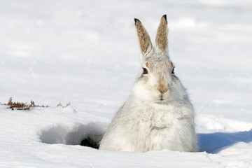 Wall Mural - Mountain hare in snow