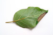 Phyllonorycter blancardella on a apple leaf
