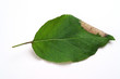 Phyllonorycter blancardella on a apple leaf