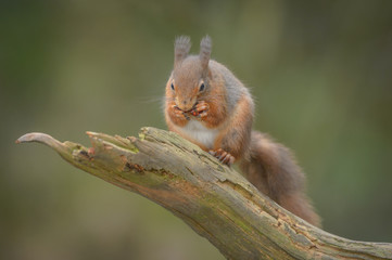 Wall Mural - red squirrel