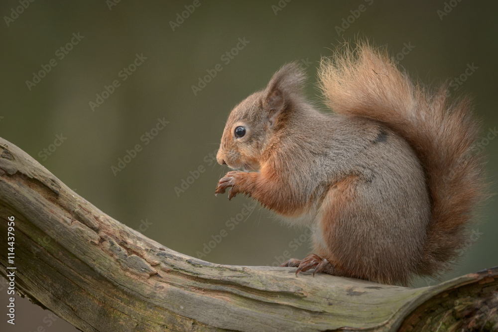 Red Squirrel - obrazy, fototapety, plakaty 