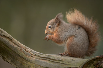 Wall Mural - red squirrel