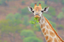 Giraffe Eating Leaves 