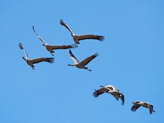 Common crane (Grus grus)