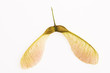 Two winged maple seeds attached to the stem