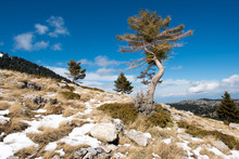 Tree Standing Alone On The Top Of A Hill With Rocks And Snow On Ground Under A Blue Sky. Low Angle View
