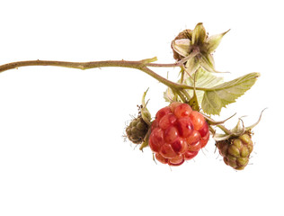 Ripe raspberry on a branch with leaves. isolated on white backgr