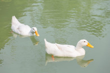 Couple Of White Ducks