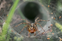 Labyrinth Or Funnel-web Spider (Agelena Labyrinthica) Lurking In Its Web Or Retreat