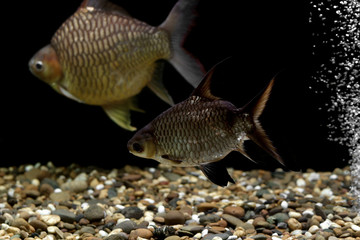 Wall Mural - carp fish in the aquarium