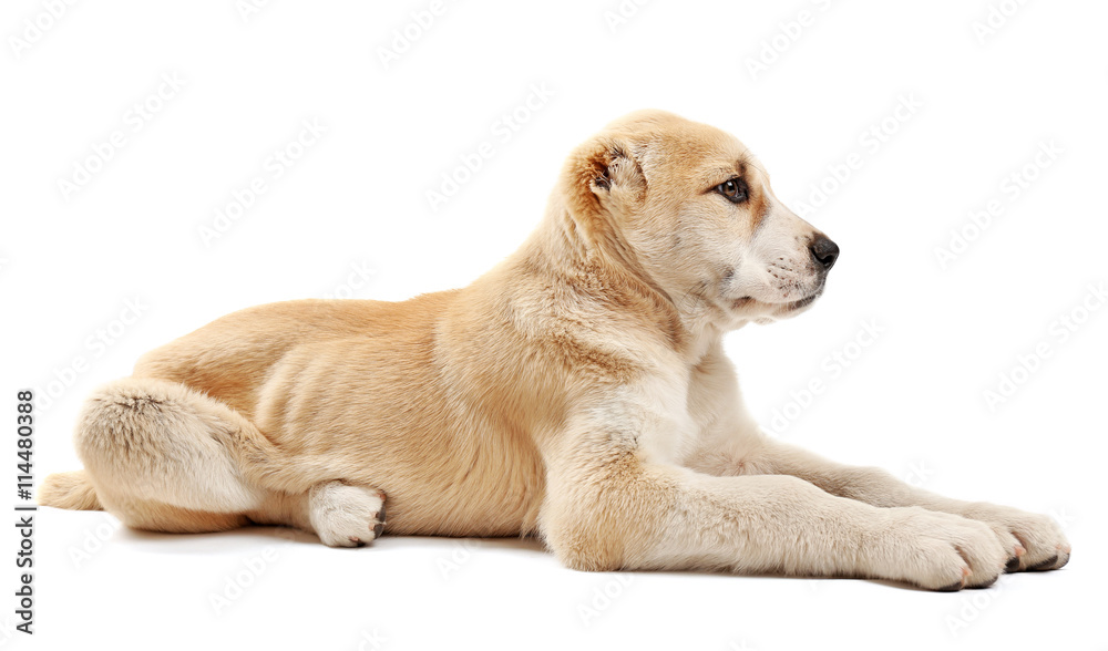 Central Asian Shepherd puppy isolated on white
