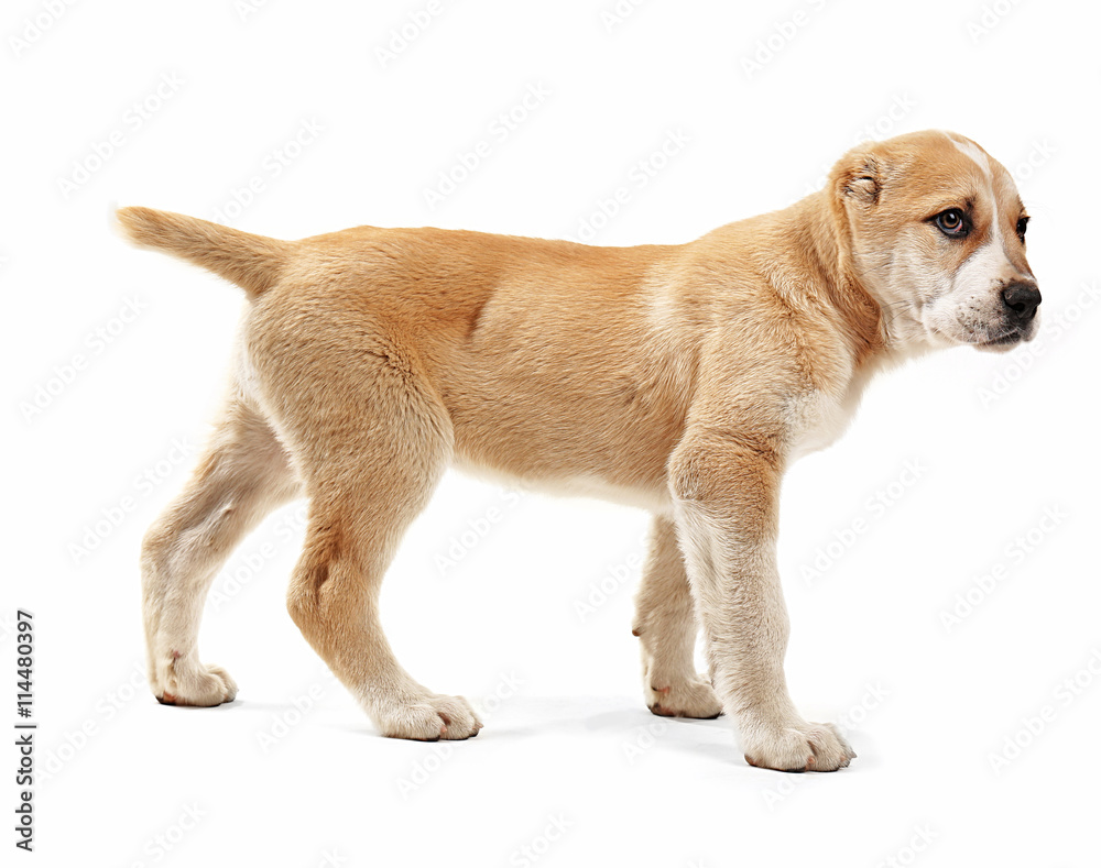 Central Asian Shepherd puppy isolated on white