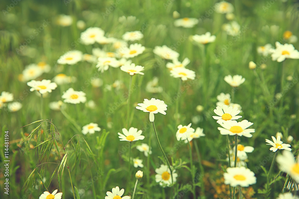 Chamomiles on the meadow