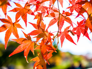 Autumn leaves red maple japan