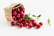 Basket of fresh sour cherries