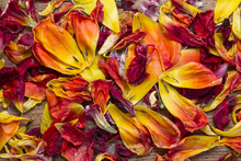 Frische Und Verwelkte Blütenblätter Von Roten Und Gelben Blumen Und Tulpen
