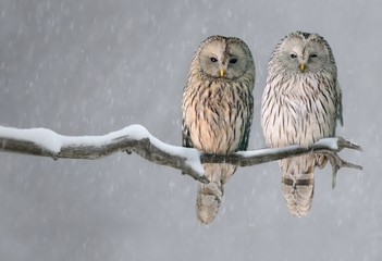 pair of ural owls sitting on branch (strix uralensis)