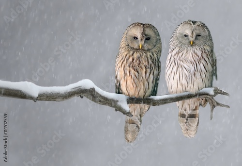 Fényképezés Pair of Ural owls sitting on branch (Strix uralensis)