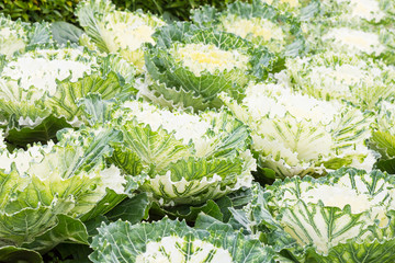 Wall Mural - Fresh white cabbage (brassica oleracea) plant leaves