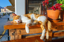 Red  Cat Sleeps On A Bench In The Early Morning