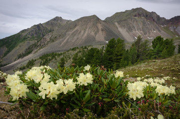 Wall Mural - flowers on a background of mountains